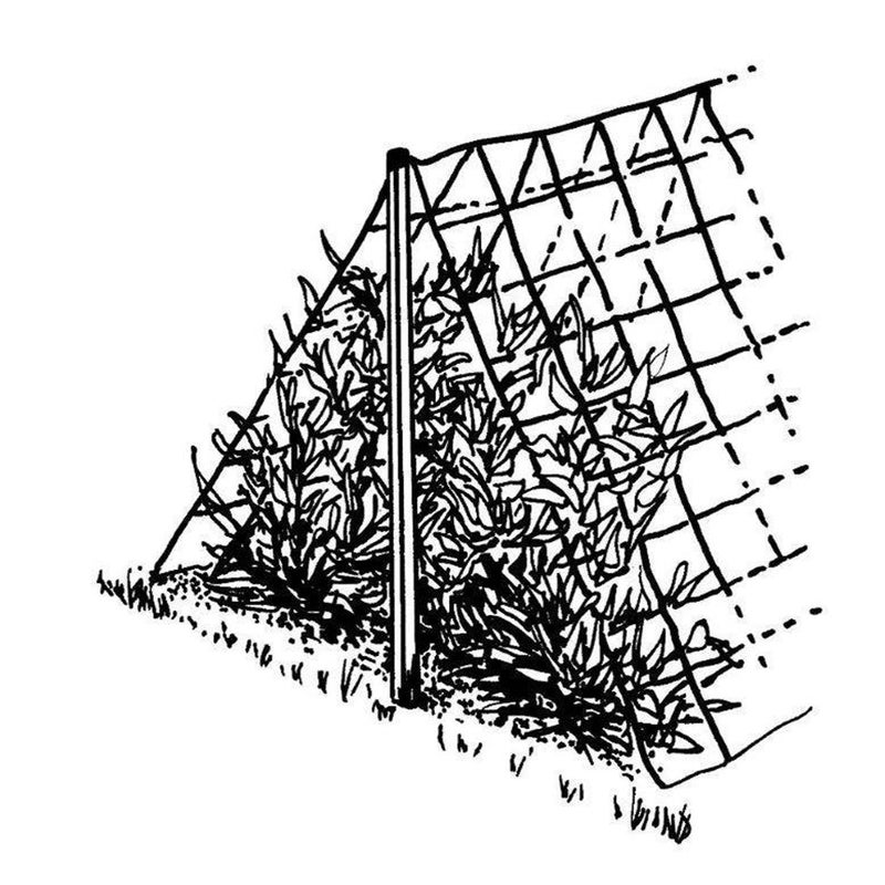 Luster Leaf 869 Vine and Veggie Trellis Net, Green, 5-Feet by 30-Feet - Image 3